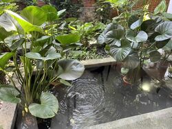 Seletar Hills Drive (D28), Semi-Detached #436726511